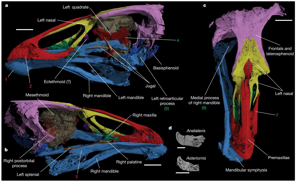 Asteriornis, aka 'Wonderchicken' - Field et al. Nature (2020)