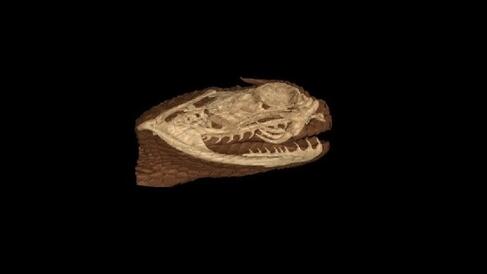 The Horned Desert Viper - Cerastes cerastes